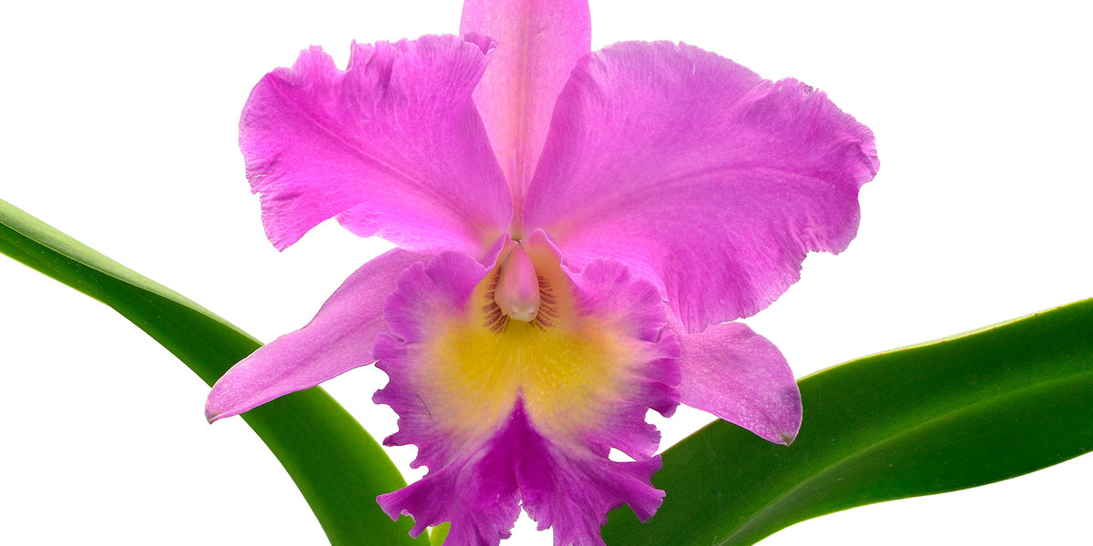 ꧁蝶よ花よ..恋桜.*ೄ ❀´-꧂ 専用✨calling❣️皇✨ Brassolaeliocattleya_Juliana_E