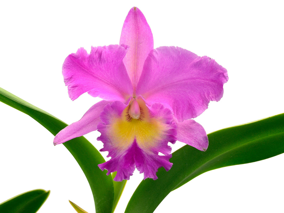 Brassolaeliocattleya Juliana Ec x Blc. Pink Empress