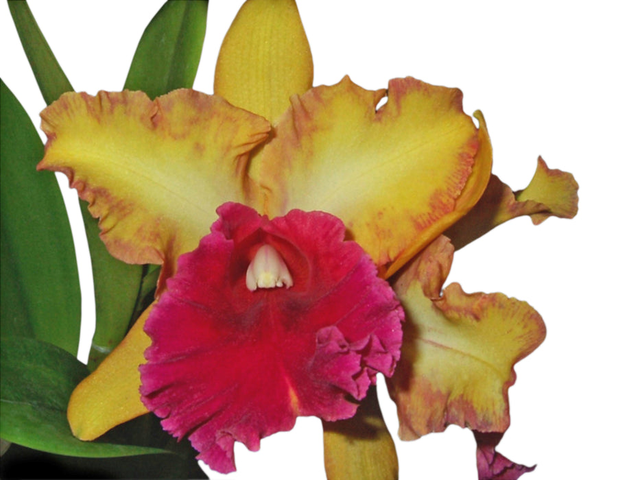 Brassolaeliocattleya Kalbera Beautty Song Of Canary