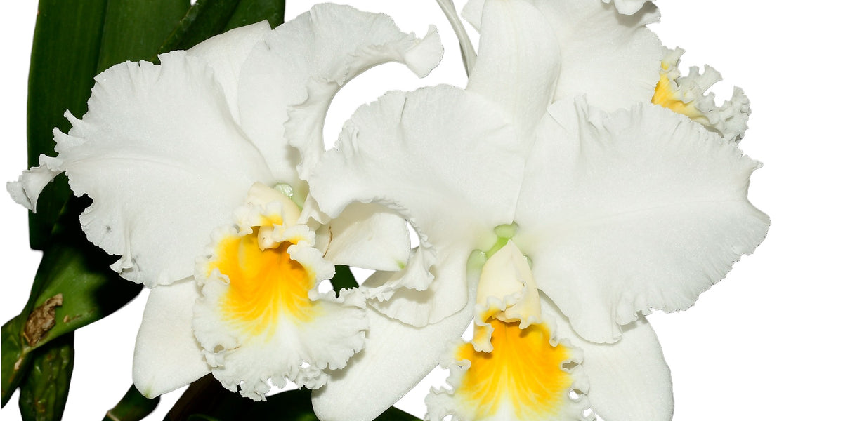 Brassolaeliocattleya Korat Sunrise Hybrid - Premium Orchid Cross