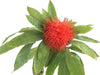 Brownea macrophylla