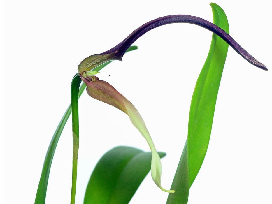 Bulbophyllum antenniferum