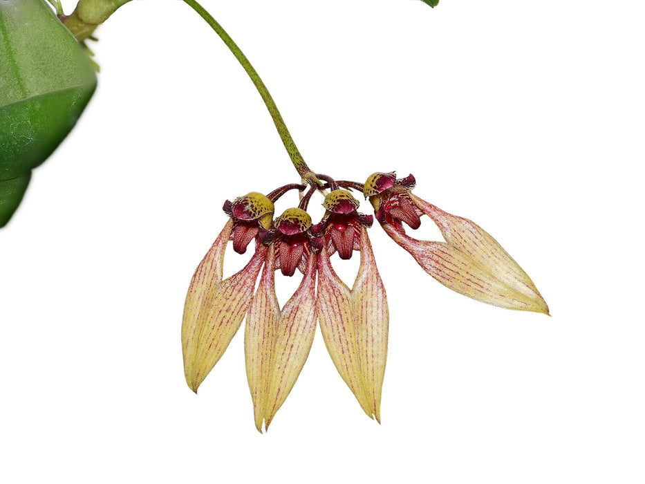 Bulbophyllum blaoense