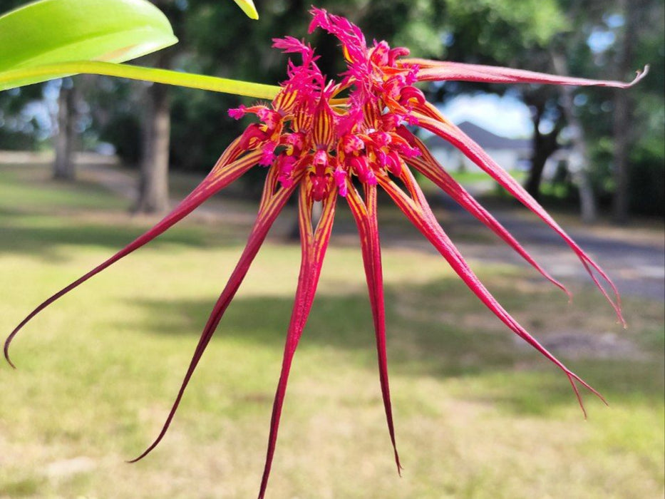 Bulbophyllum collettii