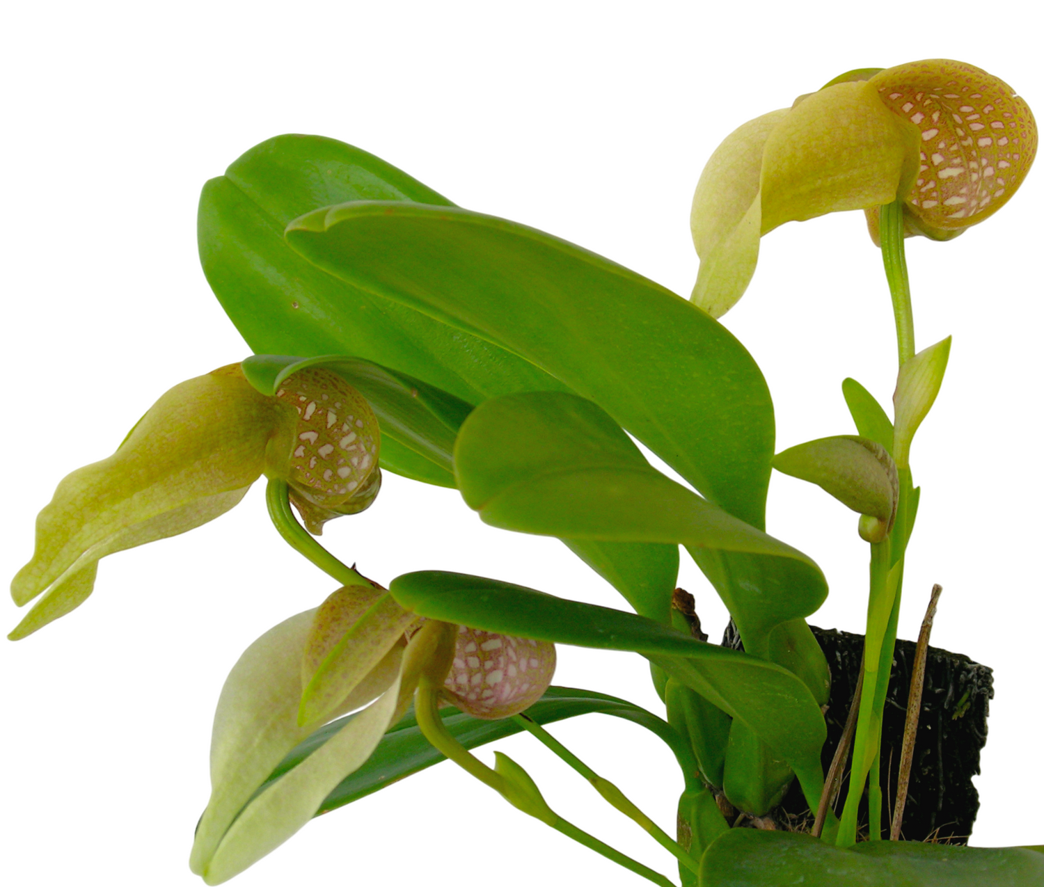 ☆☆洋蘭☆☆ Bulb. grandiflorum 'Big City' AM/JOS バルボフィラム グランディフロラム | 野中洋蘭園