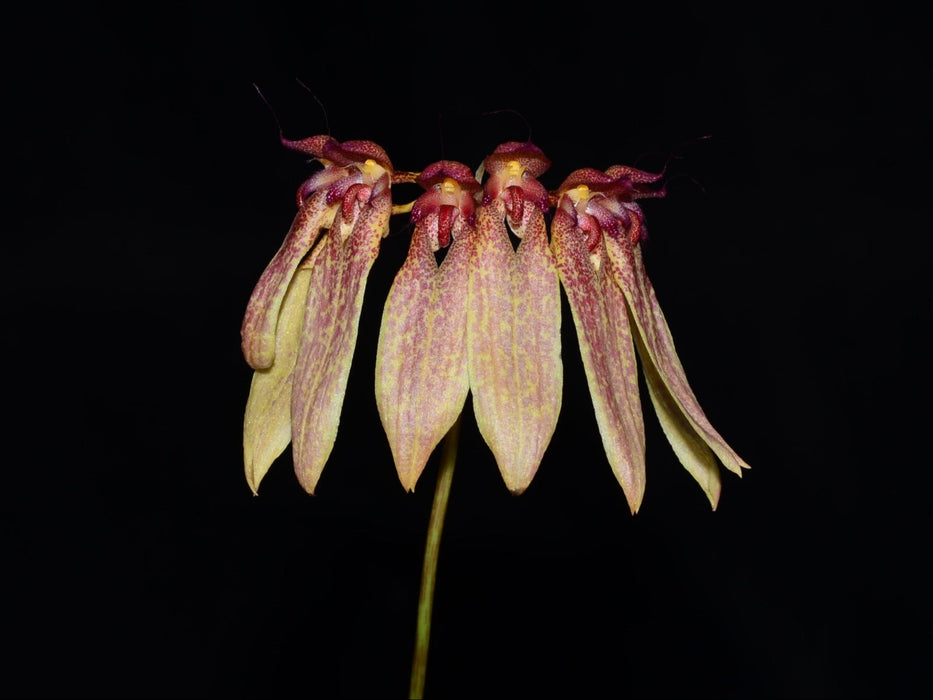 Bulbophyllum longiflorum
