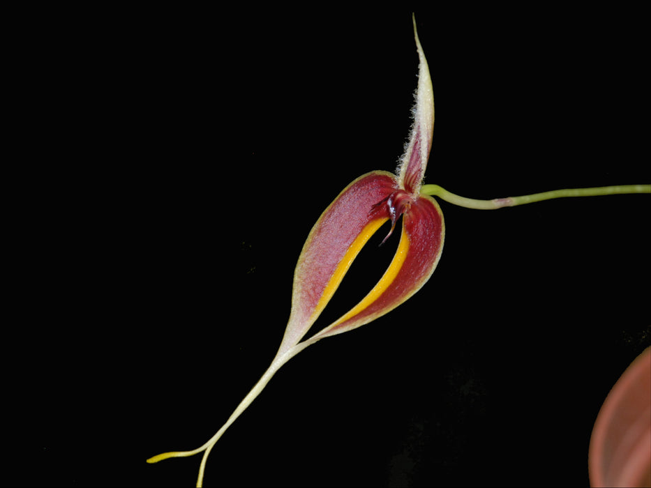 Bulbophyllum maxillare