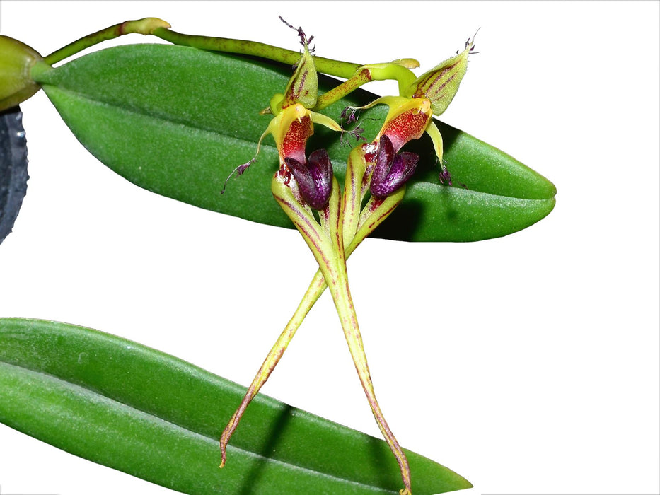 Bulbophyllum putidum