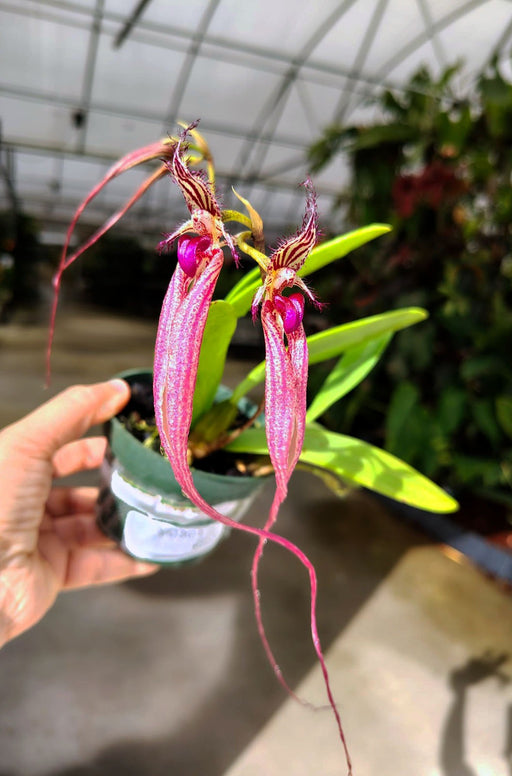 philodendron duke Bulbophyllum Doris Duke - Unique Orchid Hybrid