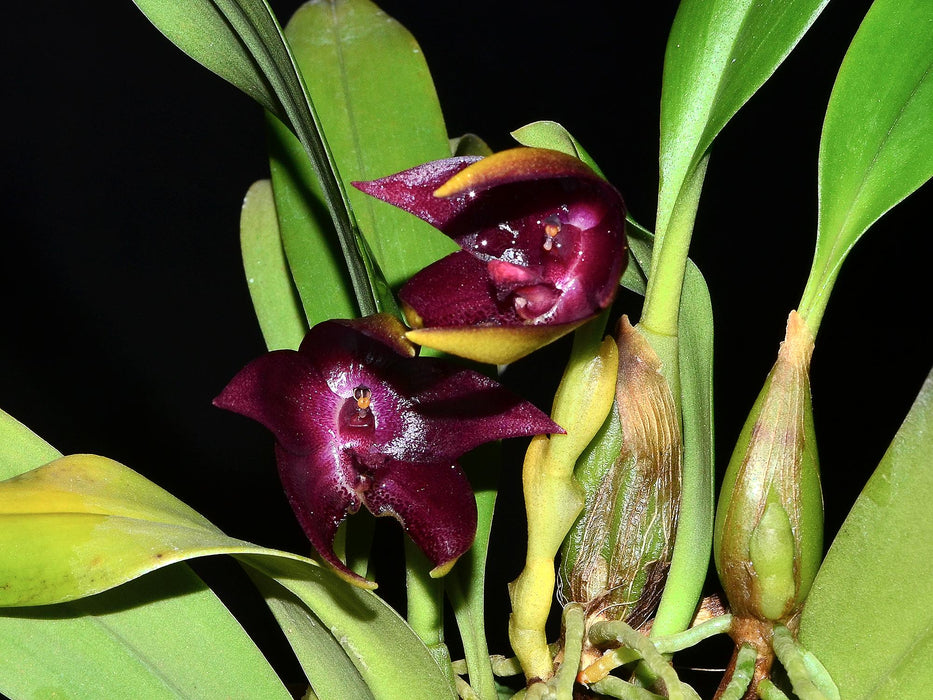 Bulbophyllum elevatopunctatum