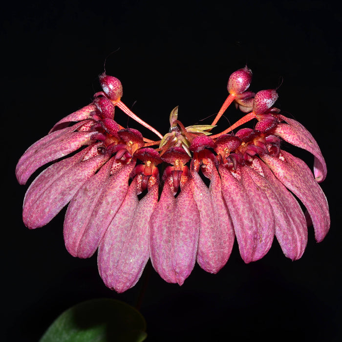 Bulbophyllum eberhardtii syn picturatum