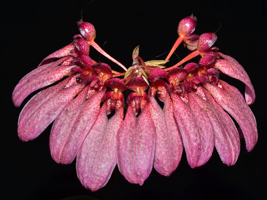 Bulbophyllum eberhardtii syn picturatum