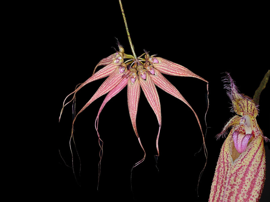 Bulbophyllum Elizabeth Ann 'Buckleberry'