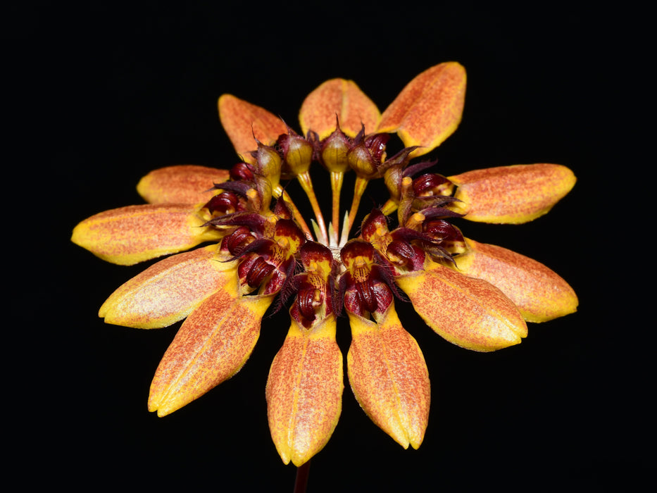 Bulbophyllum abbreviatum f. orange