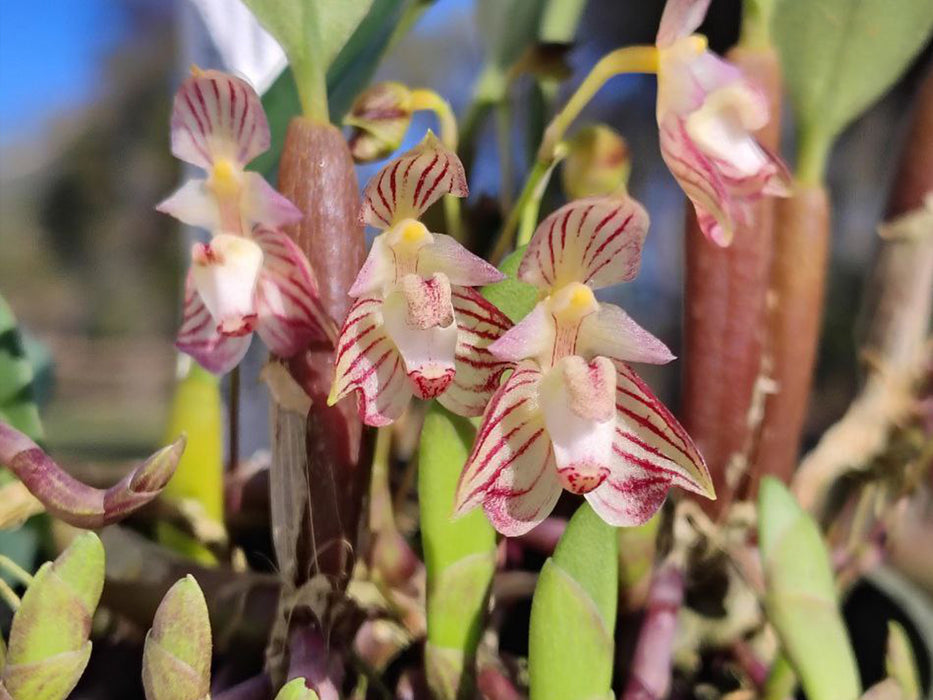 Bulbophyllum ambrosia