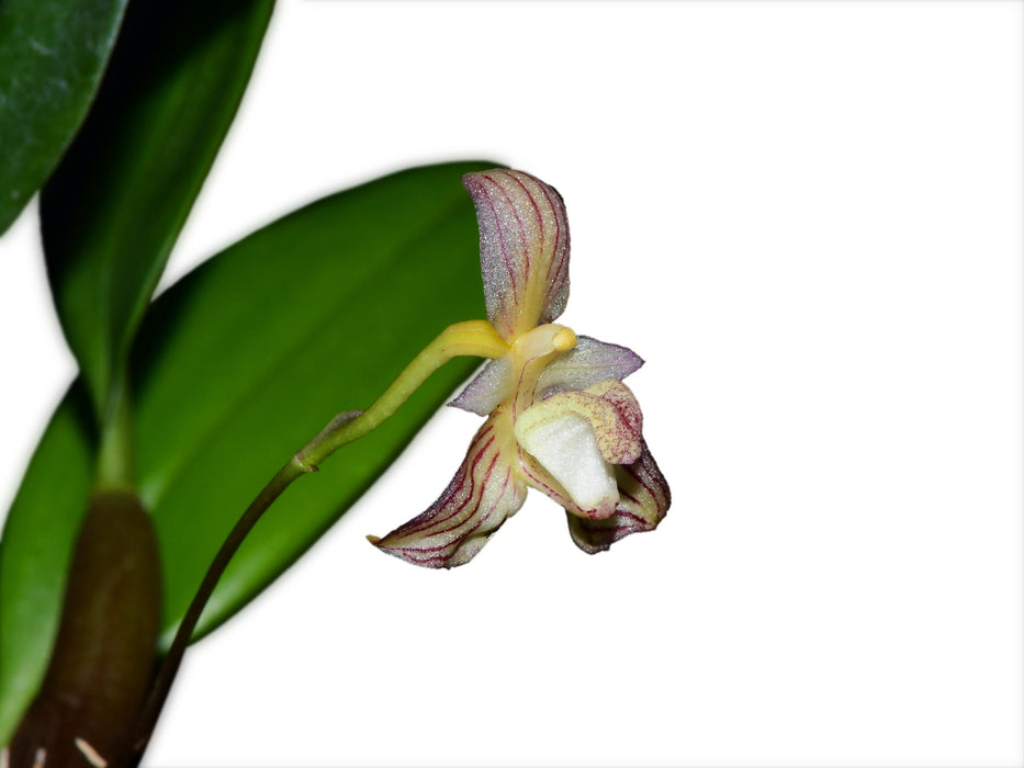 Bulbophyllum ambrosia