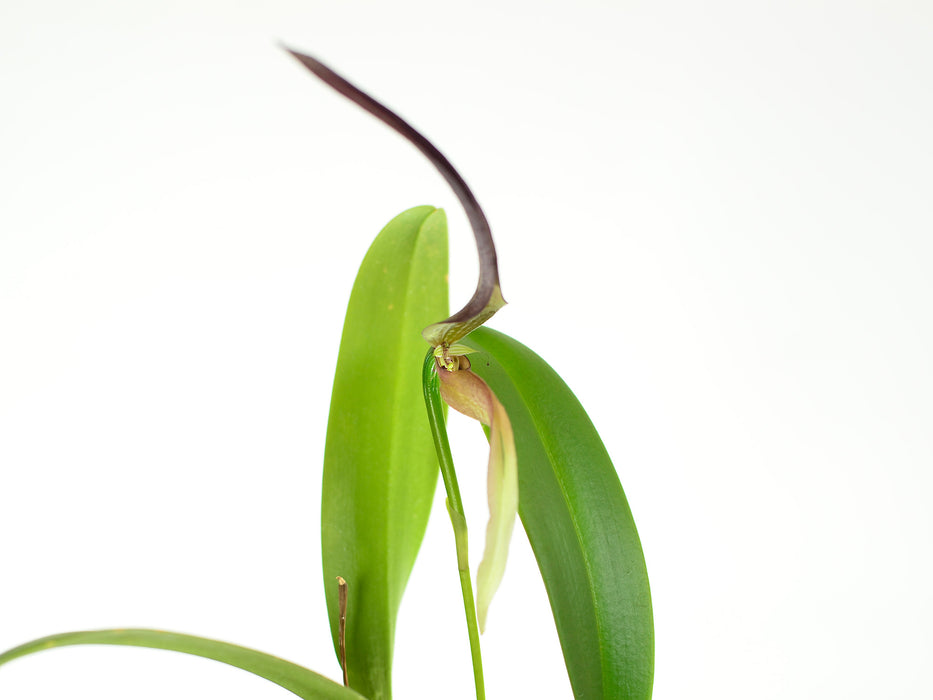 Bulbophyllum antenniferum