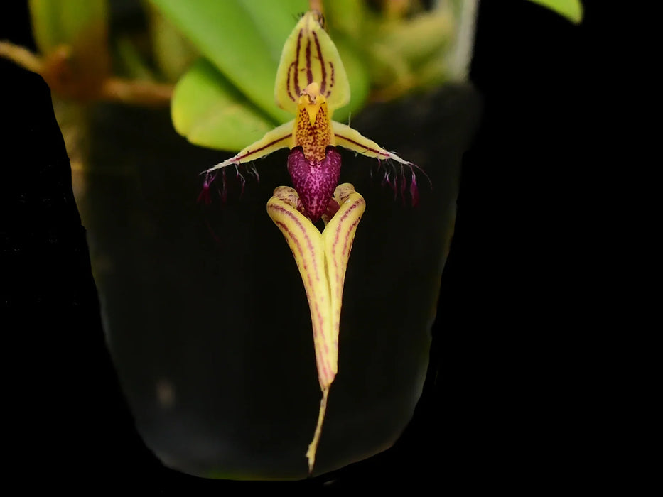 Bulbophyllum appendiculatum