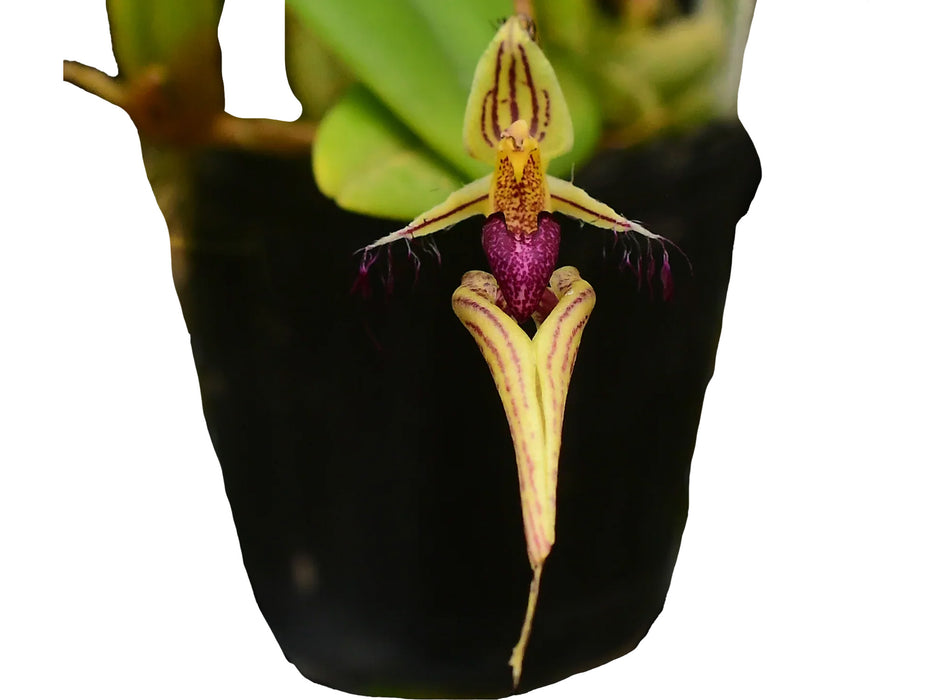 Bulbophyllum appendiculatum