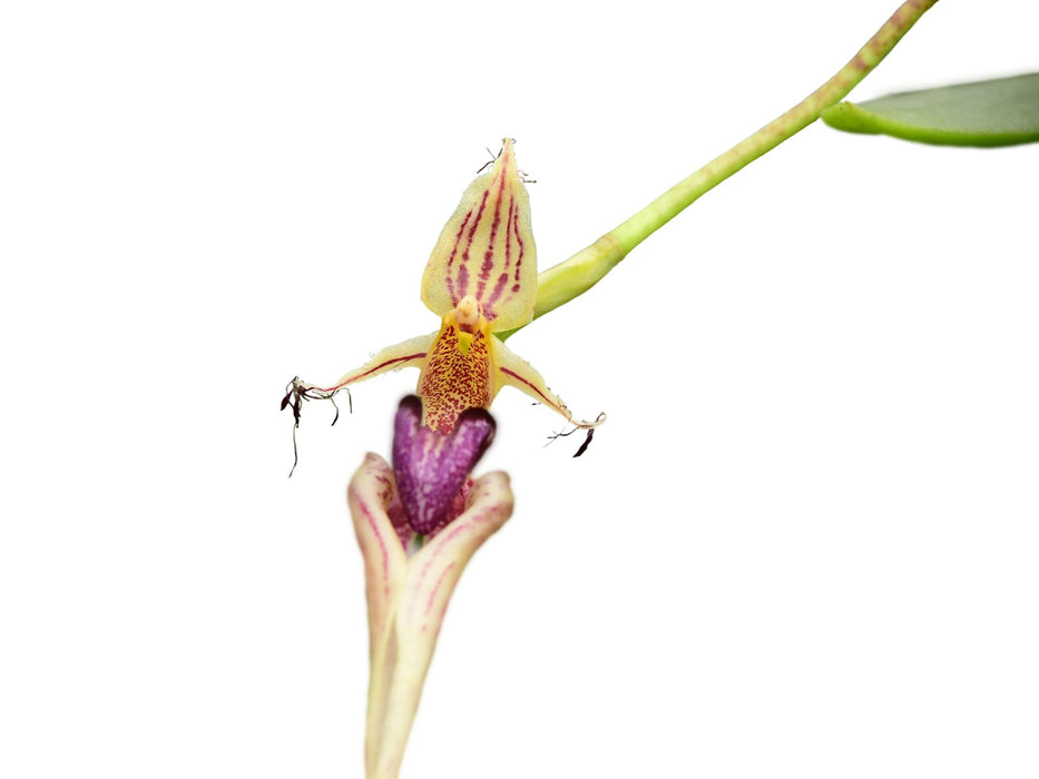 Bulbophyllum appendiculatum