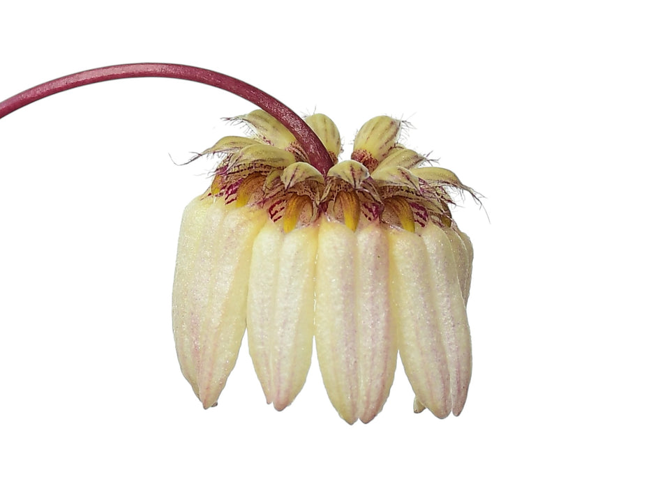 Bulbophyllum auratum f. pink