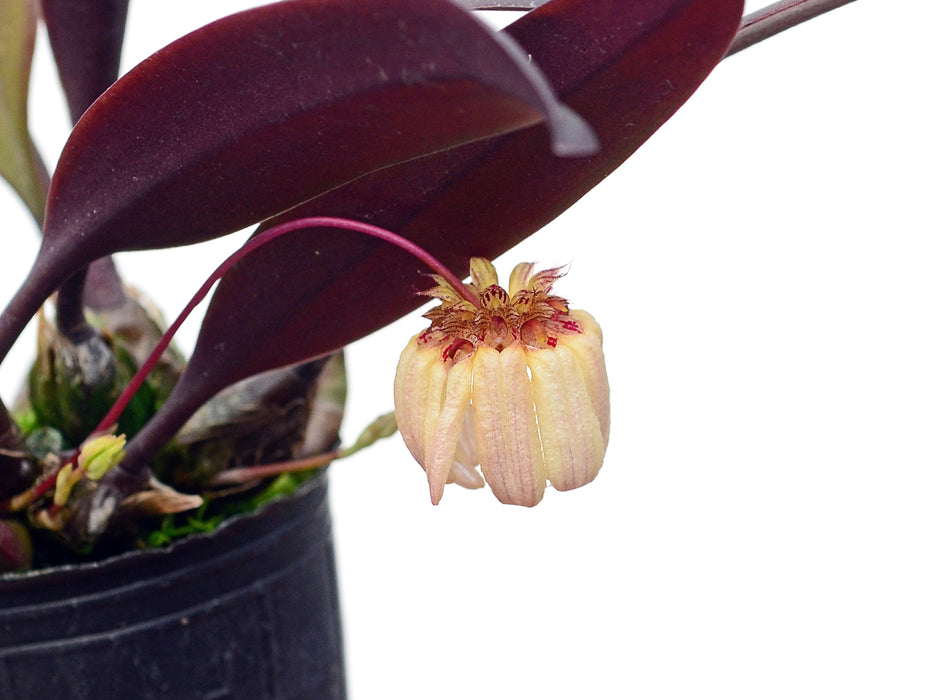 Bulbophyllum auratum f. pink