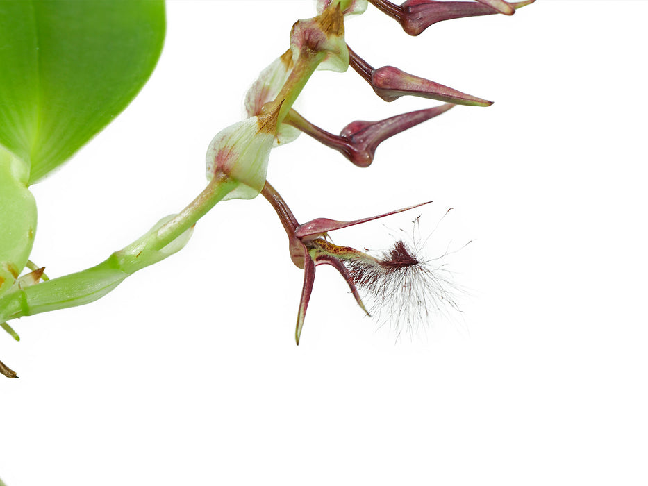 Bulbophyllum barbigerum