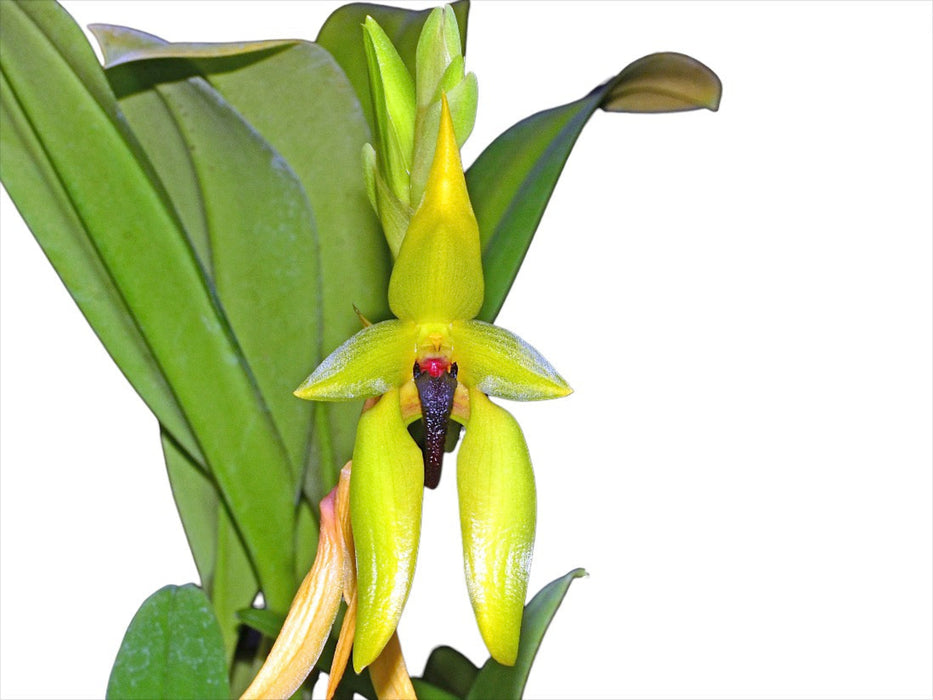 Bulbophyllum carunculatum