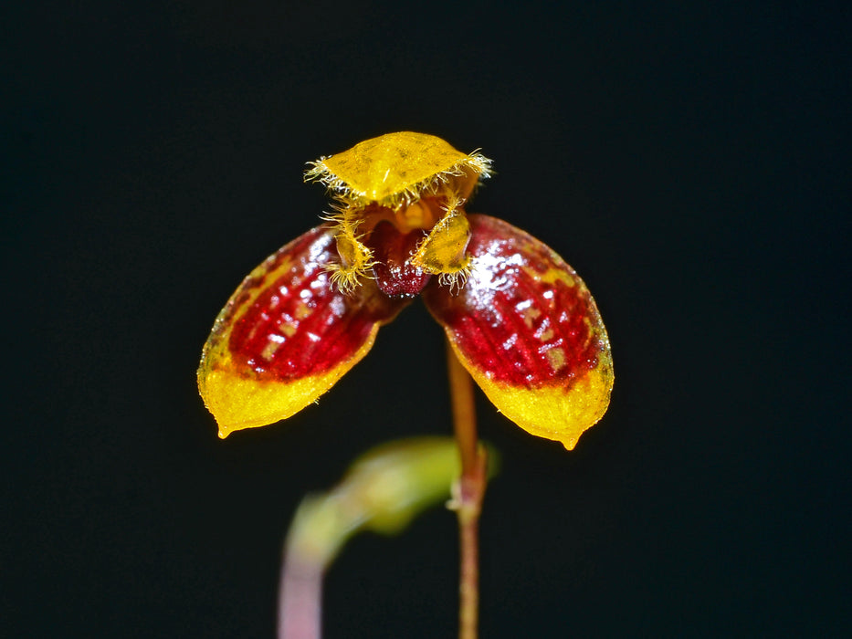 Bulbophyllum catenulatum