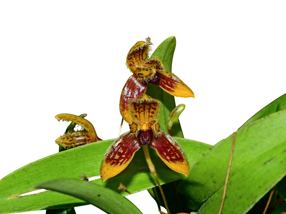 Bulbophyllum catenulatum