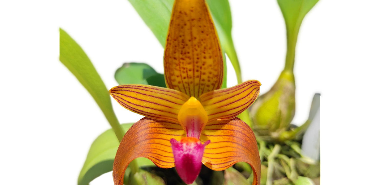 Bulbophyllum_claptonense_1200x