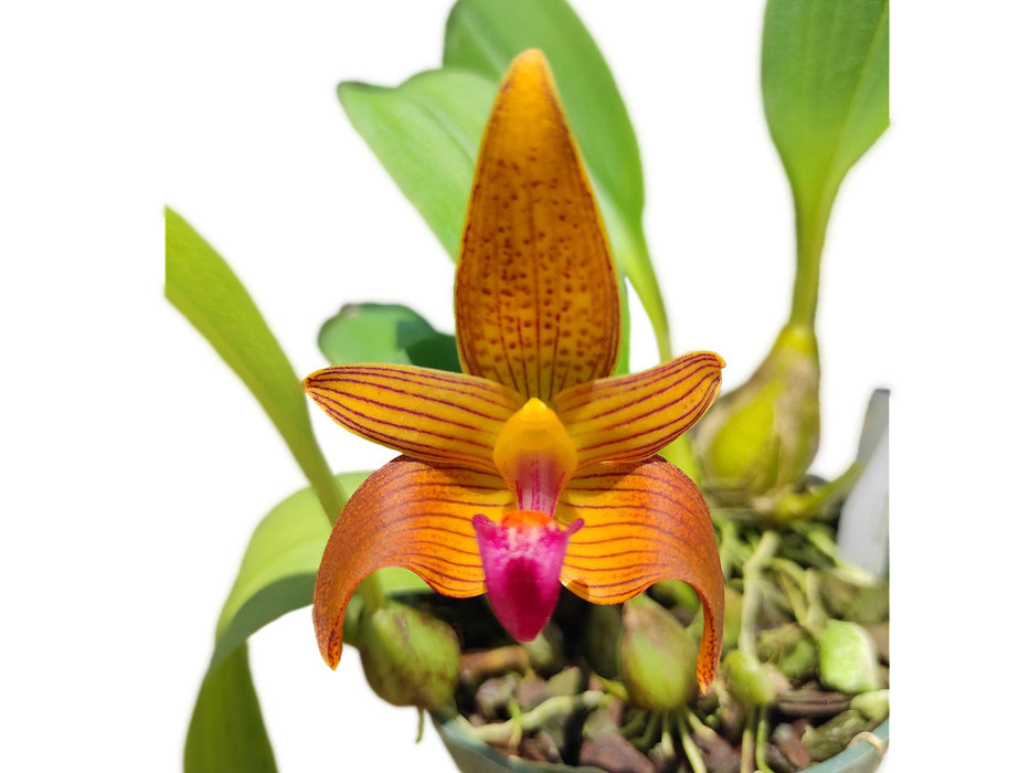 Bulbophyllum claptonense