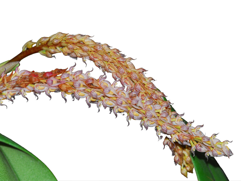 Bulbophyllum crassipes