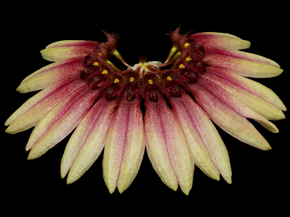 Bulbophyllum cumingii