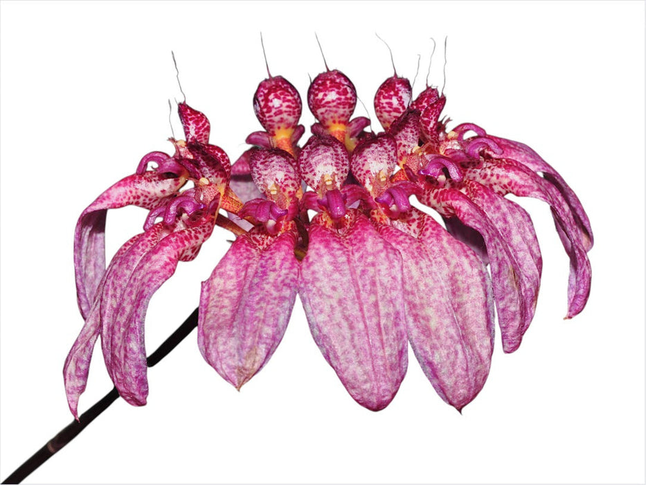 Bulbophyllum eberhardtii syn picturatum