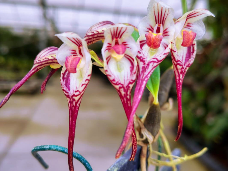 Bulbophyllum emarginatum