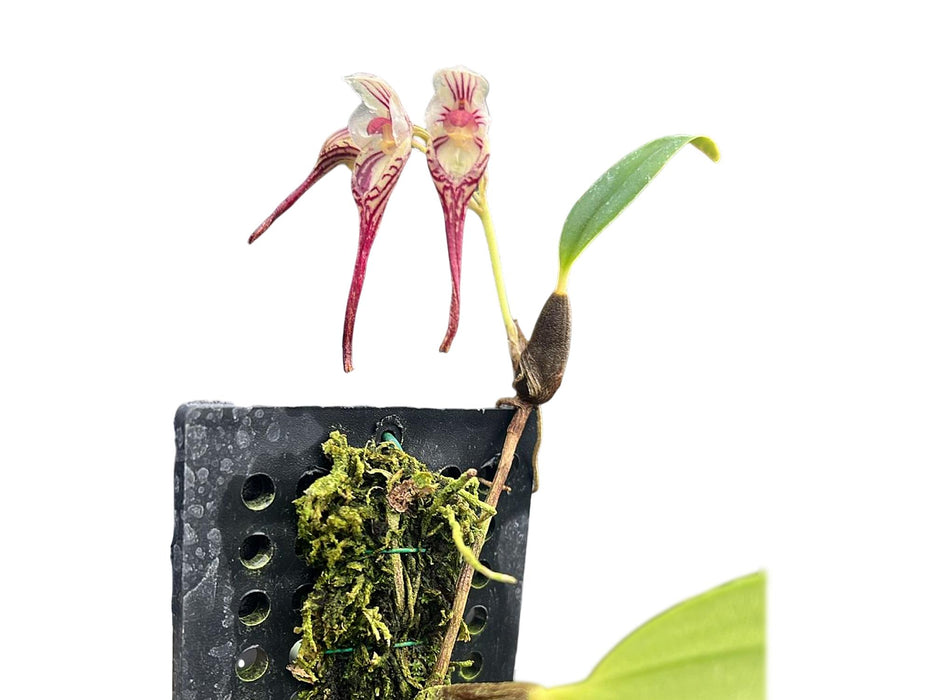 Bulbophyllum emarginatum