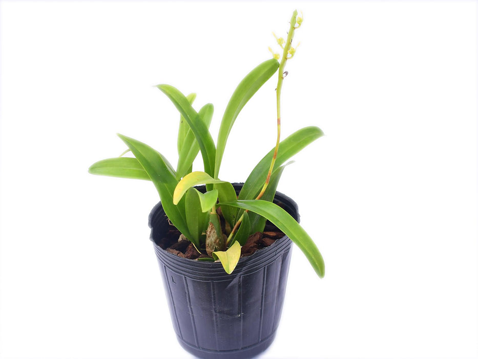 Bulbophyllum falcatum alba