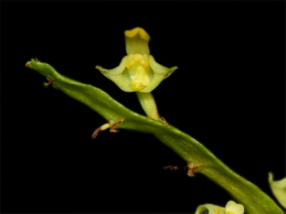 Bulbophyllum falcatum alba
