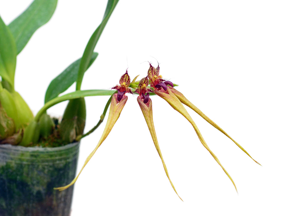 Bulbophyllum fascinator