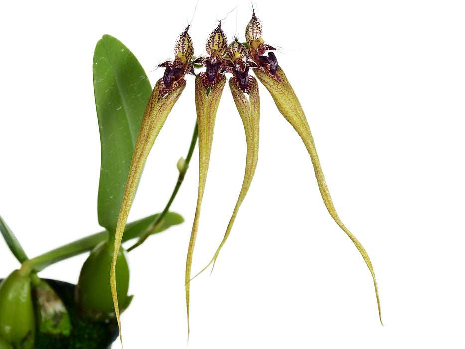 Bulbophyllum fascinator