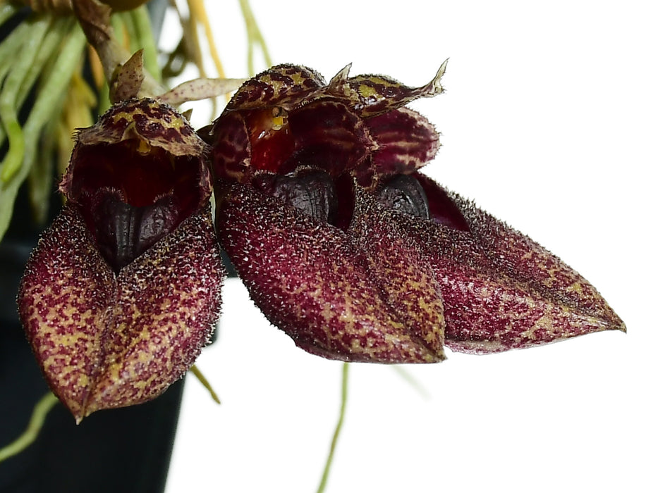 Bulbophyllum frostii