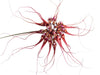 Bulbophyllum gracillimum