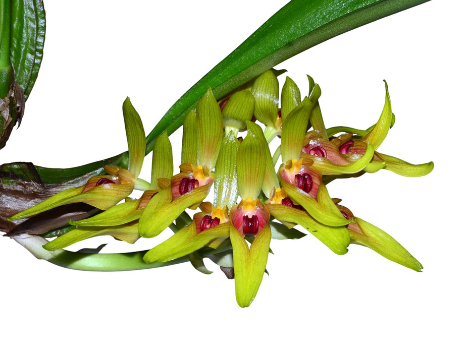 Bulbophyllum graveolens