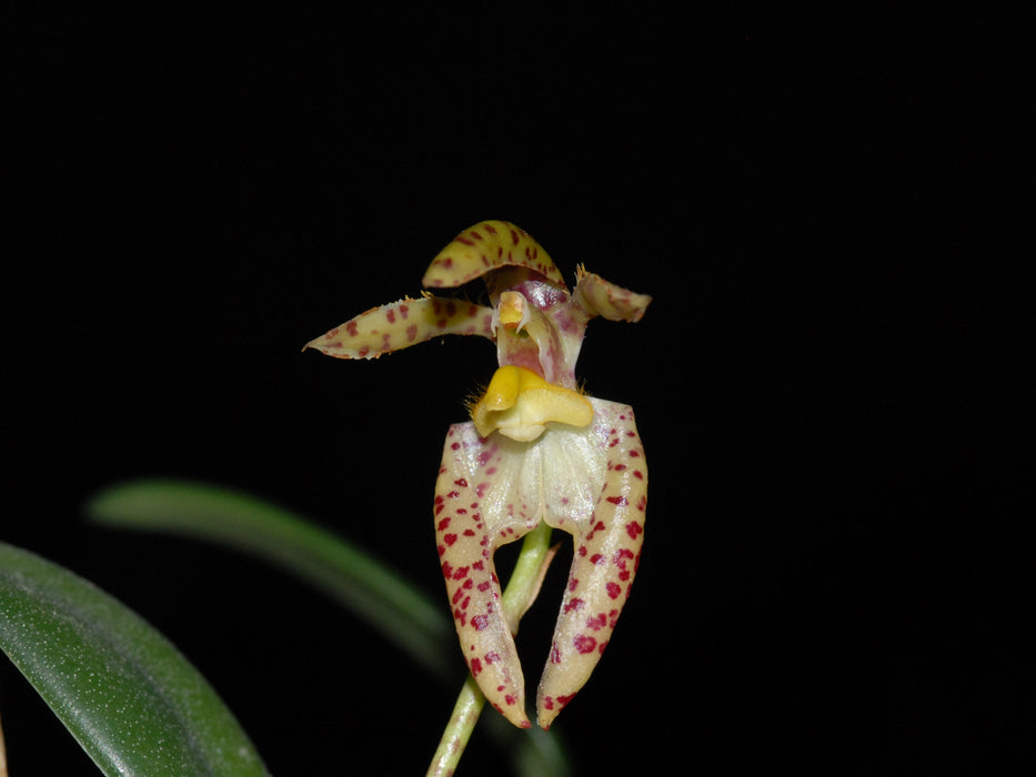 Bulbophyllum lasiochilum