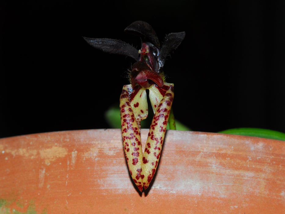 Bulbophyllum lasiochilum dark
