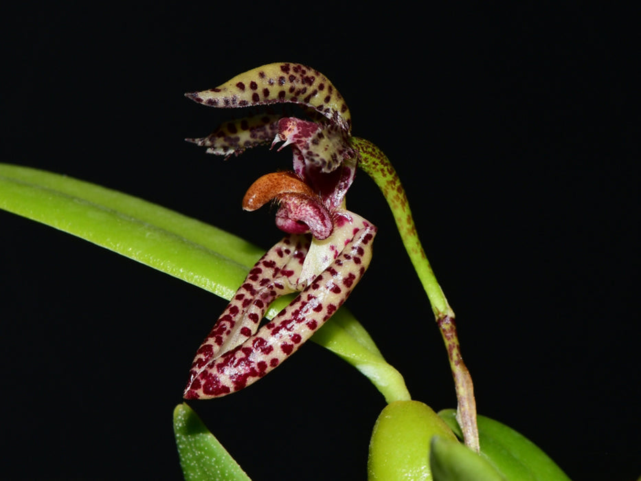 Bulbophyllum lasiochilum
