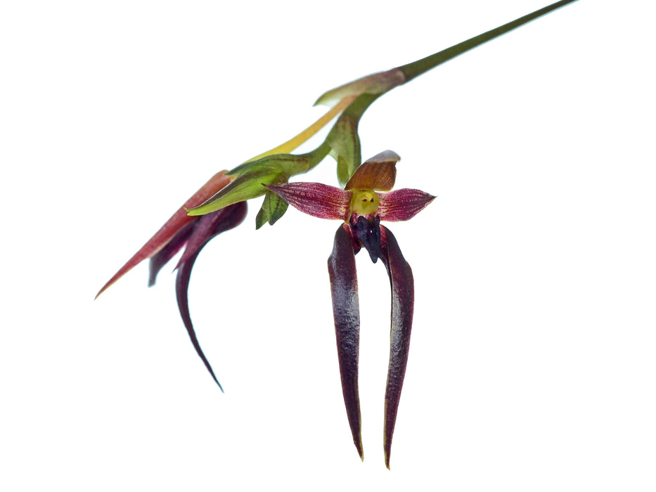 Bulbophyllum levanae