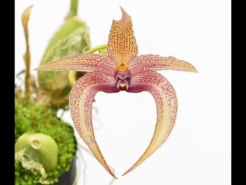 Bulbophyllum lobbii 002790