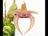 Bulbophyllum lobbii 002790